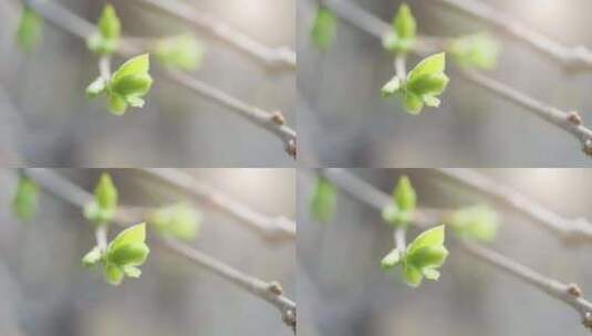 春天树木发芽生长高清在线视频素材下载