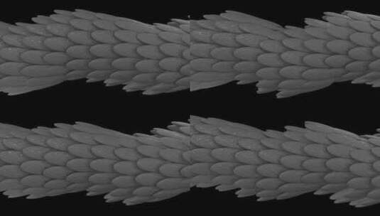 银色羽毛形成的水平3d管高清在线视频素材下载