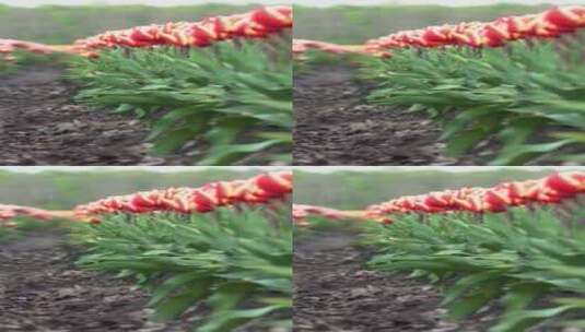 特写人工养殖的郁金香高清在线视频素材下载