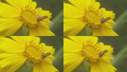 户外野花 山野 野菊花 花海高清在线视频素材下载