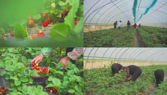 春季农业草莓大棚采草莓4K实拍高清在线视频素材下载