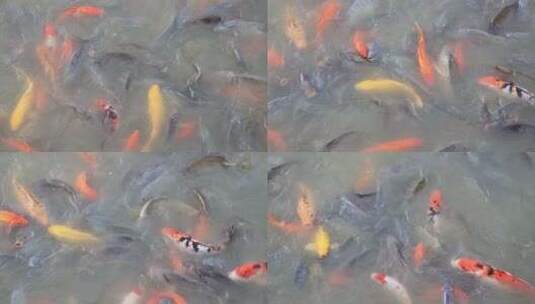 公园观赏鱼：锦鲤、鲤鱼高清在线视频素材下载