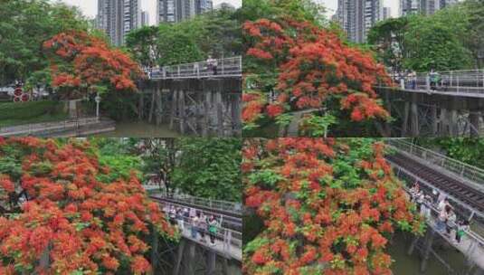 中国广东省广州市荔湾区花地河凤凰花高清在线视频素材下载