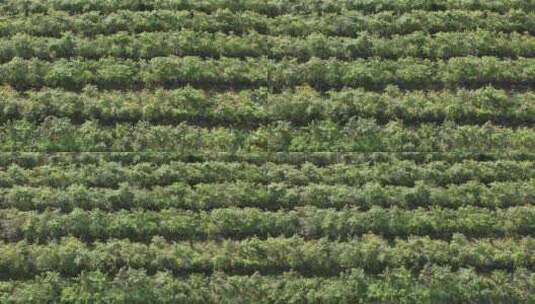 辣椒指天椒种植航拍高清在线视频素材下载