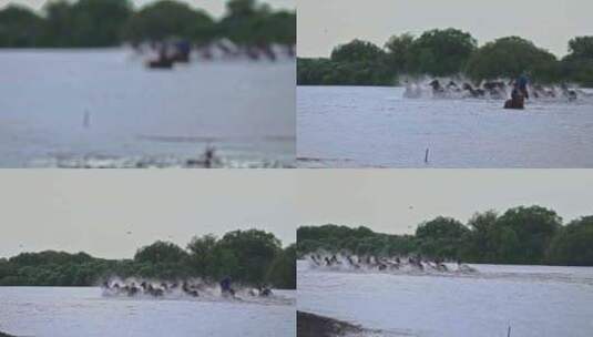 新疆伊犁昭苏天马浴河高清在线视频素材下载