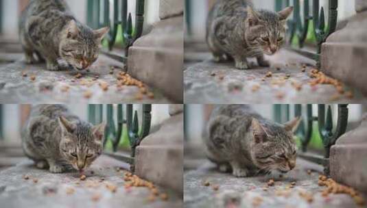 室外投喂流浪猫吃猫粮高清在线视频素材下载