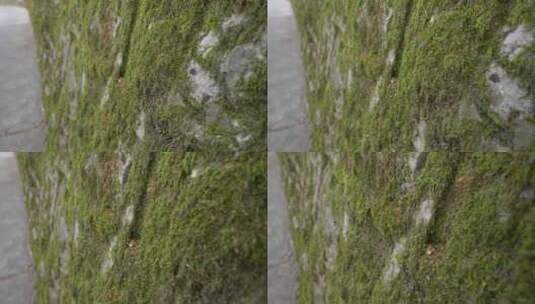苔藓青苔背阴喜阴植物高清在线视频素材下载