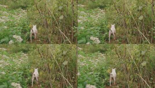 在草丛中漫步的狗的慢动作高清在线视频素材下载