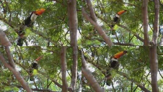树上觅食的巨嘴鸟高清在线视频素材下载