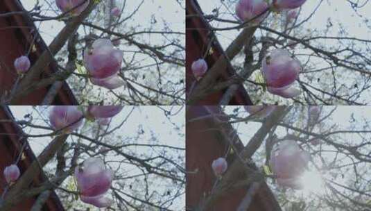 树上的玉兰花开了高清在线视频素材下载