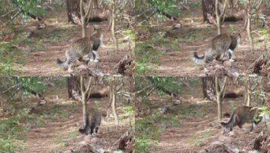 森林里游荡的流浪猫高清在线视频素材下载