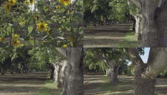 向日葵和成片的核桃树高清在线视频素材下载