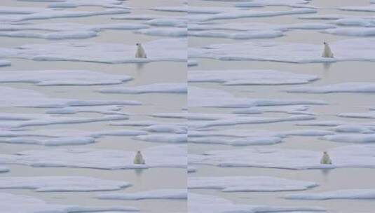 坐在冰川上的大型北极熊高清在线视频素材下载
