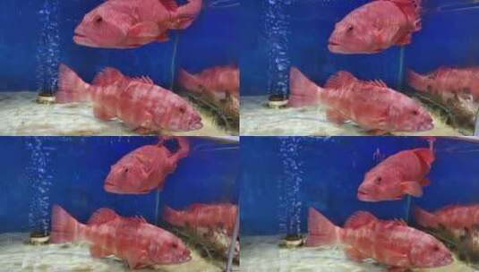 销售中的红星石斑鱼高清在线视频素材下载