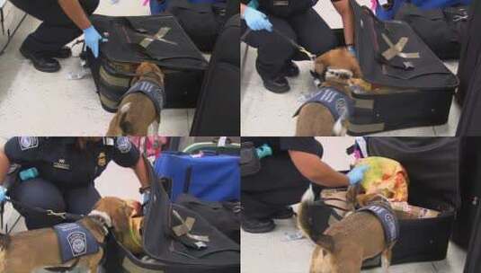 中国警犬在机场寻找毒品高清在线视频素材下载