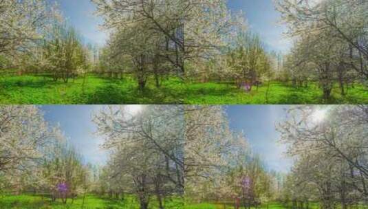 春天花园的樱花树高清在线视频素材下载