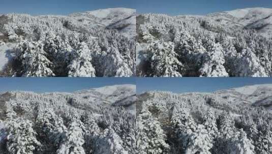 航拍湖北神农架冬季冬天白天冰雪雪松雪景高清在线视频素材下载
