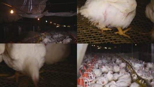 【镜头合集】养殖户养鸡场高清在线视频素材下载