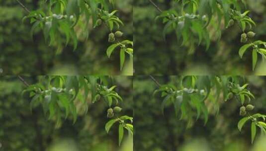 雨后的桃子树高清在线视频素材下载