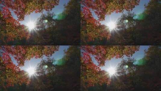 秋天枫叶特写镜头高清在线视频素材下载