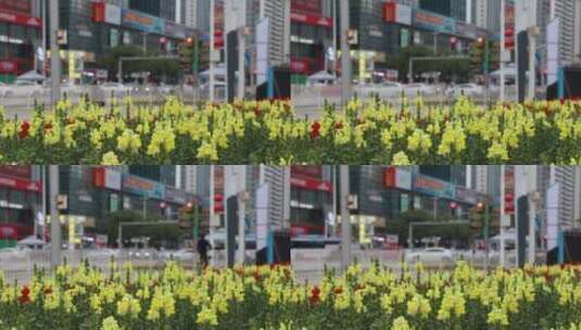 花卉映衬的城市街头高清在线视频素材下载