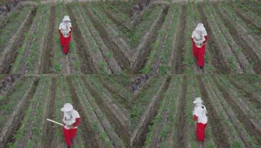 航拍种植西红柿4K实拍视频高清在线视频素材下载