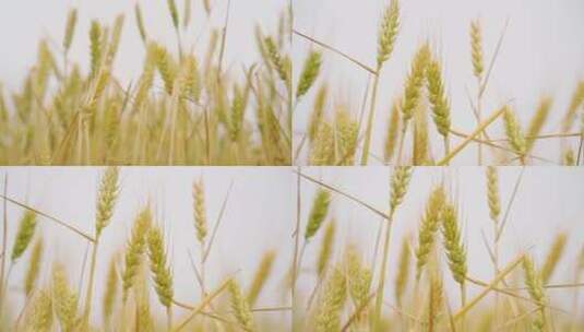 水稻 成熟的特写高清在线视频素材下载