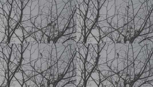 冬季树上麻雀剪影LOG高清在线视频素材下载