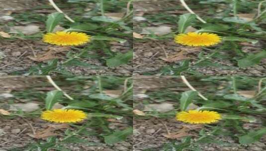 蒲公英花朵植物高清在线视频素材下载