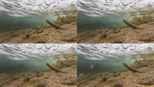 水下拍摄，东北冬天冰层下河流，鱼群高清在线视频素材下载