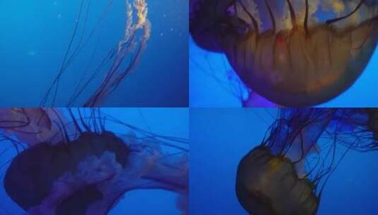 【镜头合集】触手须子太平洋海刺水母深海高清在线视频素材下载