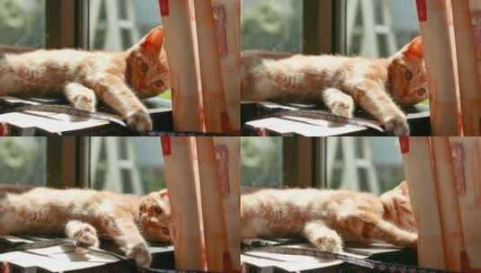 窗边书架上的猫咪在玩耍高清在线视频素材下载