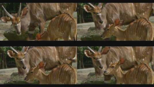 野生鹿角鹿梅花鹿动物大自然高清在线视频素材下载