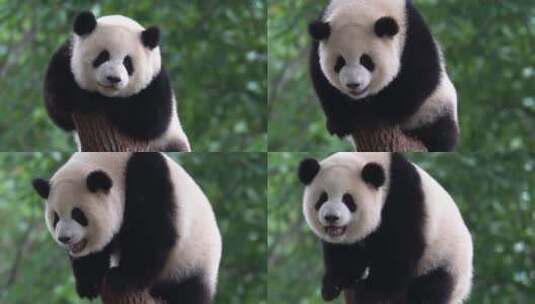 爬到树桩顶的大熊猫高清在线视频素材下载