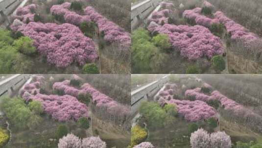 洛阳植物园樱花万物复苏春天公园道路航拍高清在线视频素材下载