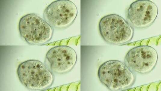 微生物原生生物光学显微镜实拍7高清在线视频素材下载