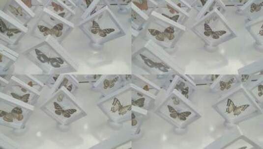 博物馆蝴蝶标本高清在线视频素材下载