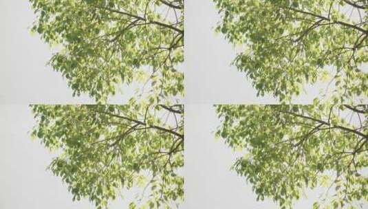 阳光下风中摇摆的绿色枝叶高清在线视频素材下载