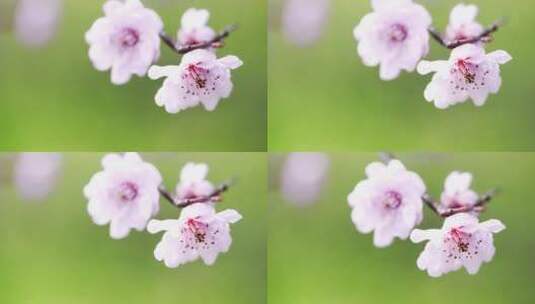 开花梅花朵意境花开花春天桃花开高清在线视频素材下载