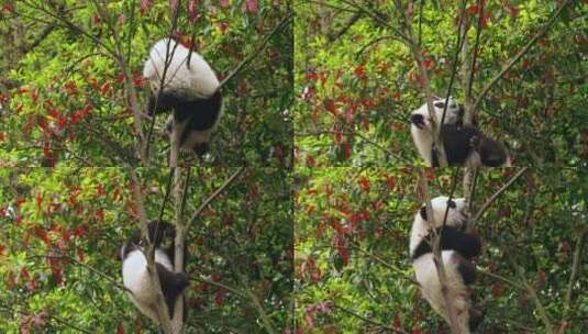 吓死宝宝了大熊猫幼崽树上玩耍掉了倒挂金钩高清在线视频素材下载