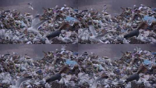 垃圾堆上的一群鸟高清在线视频素材下载