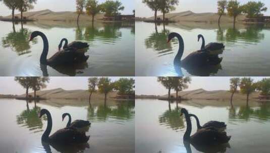 水面上的黑天鹅高清在线视频素材下载
