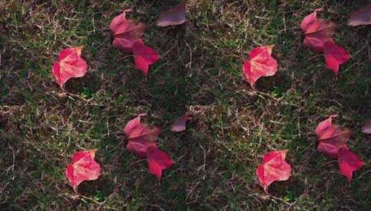 鲜红色的树叶高清在线视频素材下载
