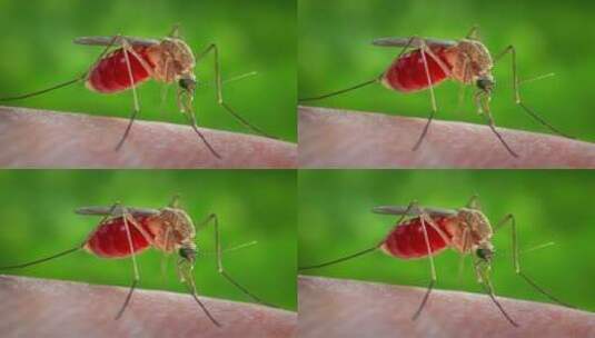 蚊子吸血的过程高清在线视频素材下载