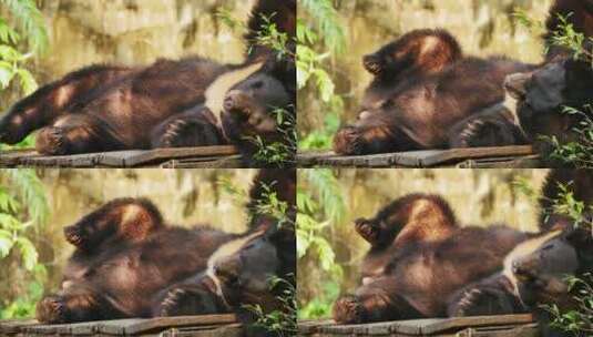 亚洲黑熊在地上放松。高清在线视频素材下载