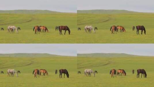草原上吃草的马儿高清在线视频素材下载