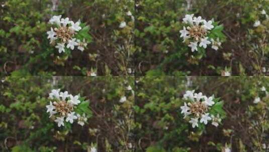 白色花朵高清在线视频素材下载