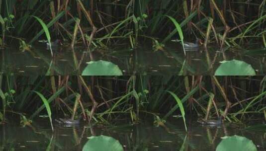 威海里口山张村河里的黑水鸡高清在线视频素材下载