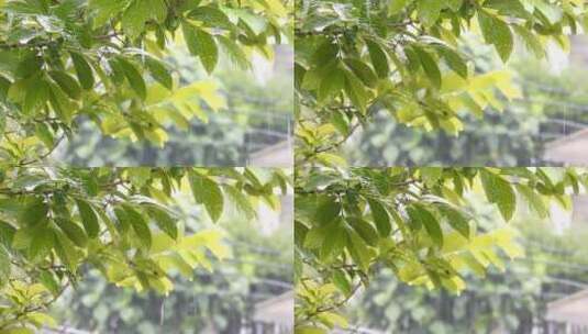 雨中的树叶高清在线视频素材下载