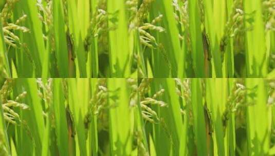 绿色稻田中的蚂蚱（蝗虫）高清在线视频素材下载